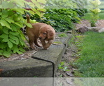Small #1 Golden Retriever