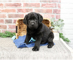 Small #5 Labrador Retriever