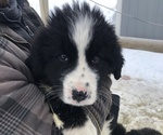 Small #8 Great Pyrenees-Newfoundland Mix