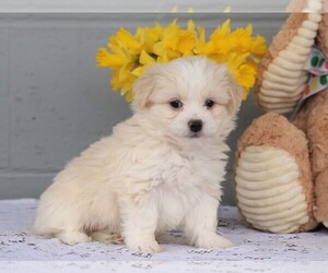 Havanese Puppy for sale in FREDERICKSBG, OH, USA