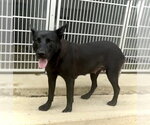 Small #1 Mutt