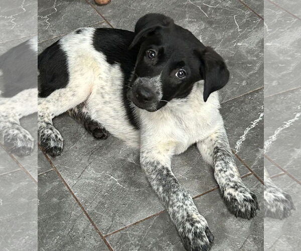 Medium Photo #6 Pointer-Unknown Mix Puppy For Sale in Rockaway, NJ, USA