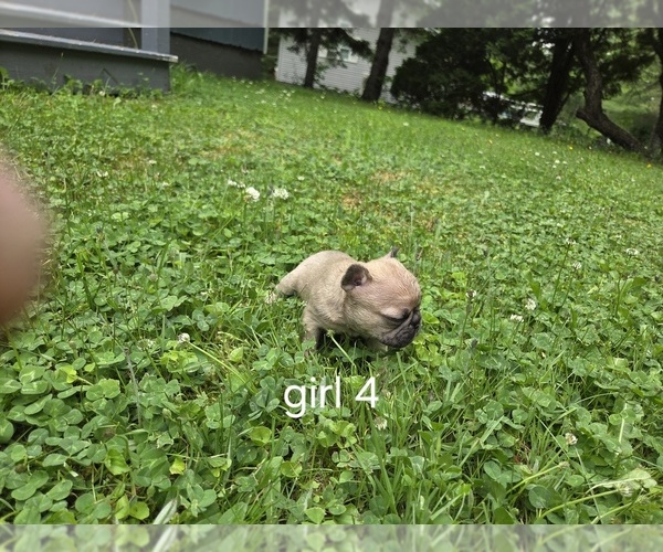 Medium Photo #9 French Bulldog Puppy For Sale in MAPLETON, ME, USA
