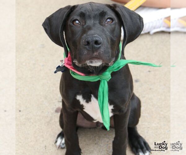 Medium Photo #12 Labrador Retriever-Unknown Mix Puppy For Sale in Washington, DC, USA