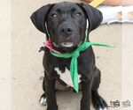 Small #11 Labrador Retriever Mix