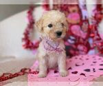 Puppy 3 Goldendoodle (Miniature)