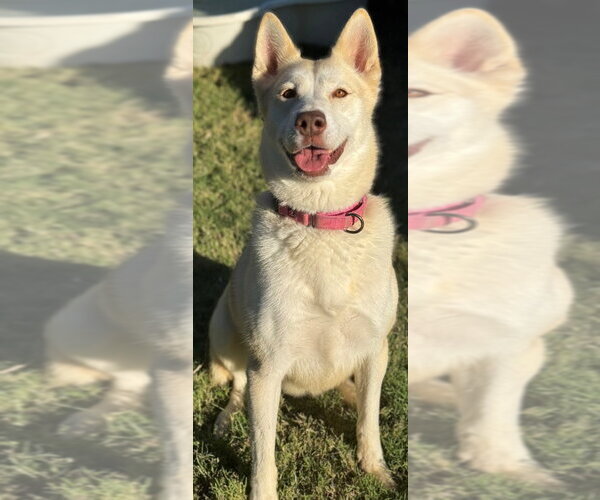 Medium Photo #2 Siberian Husky-Unknown Mix Puppy For Sale in Great Bend, KS, USA