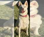 Small Photo #2 Siberian Husky-Unknown Mix Puppy For Sale in Great Bend, KS, USA