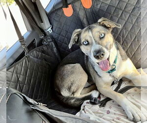 Reese - Female Siberian Husky-Unknown Mix Dog for Adoption - Photo #6