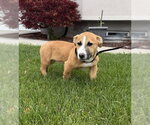 Small #7 American Pit Bull Terrier Mix