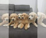 Small #8 Golden Retriever
