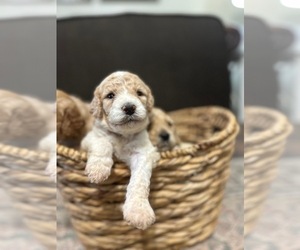 Goldendoodle-Poodle (Standard) Mix Litter for sale in TALLAPOOSA, GA, USA