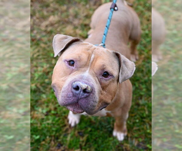 Medium Photo #1 Mutt Puppy For Sale in Glen Allen, VA, USA