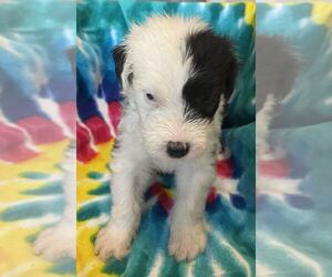 Old English Sheepdog Puppy for sale in WAKE FOREST, NC, USA