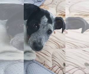 Mutt Dogs for adoption in Sanford, FL, USA