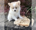 Small #3 Pomeranian