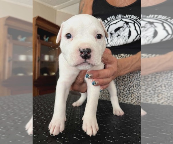 Medium Photo #8 American Staffordshire Terrier Puppy For Sale in BROOKSVILLE, FL, USA