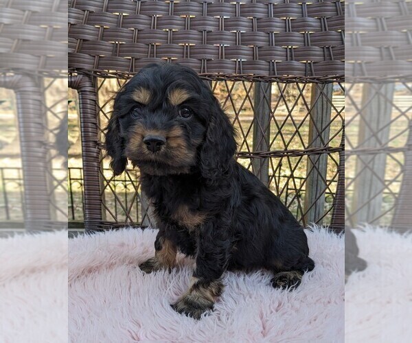 Medium Photo #50 Cock-A-Poo Puppy For Sale in SALEM, MO, USA