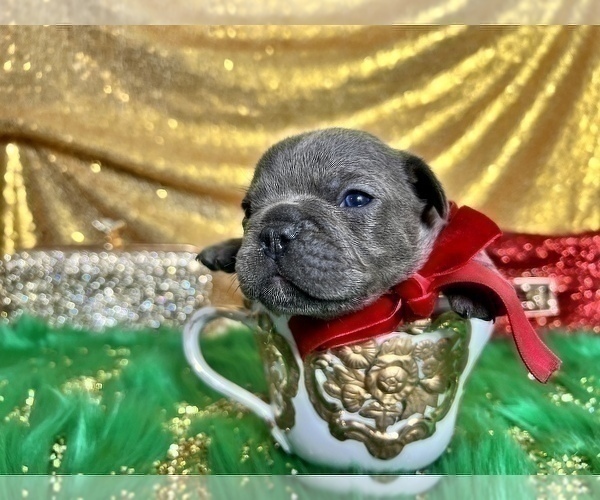 Medium Photo #76 French Bulldog Puppy For Sale in HAYWARD, CA, USA