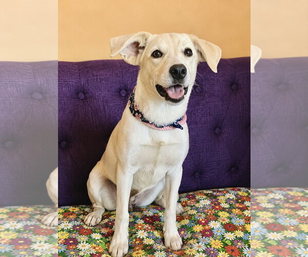 Medium Photo #3 Labrador Retriever-Unknown Mix Puppy For Sale in Rockaway, NJ, USA