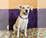 Small #2 Labrador Retriever Mix