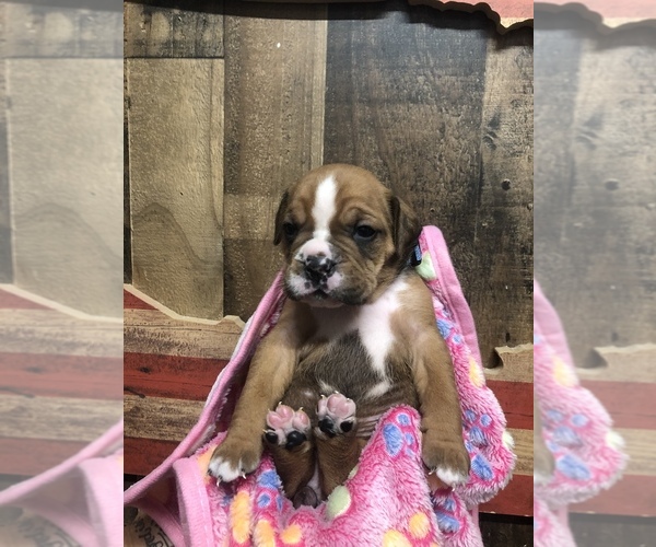 Medium Photo #1 Olde English Bulldogge Puppy For Sale in BOERNE, TX, USA