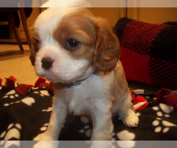 Medium Photo #4 Cavalier King Charles Spaniel Puppy For Sale in DALLAS, TX, USA