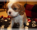 Small Photo #4 Cavalier King Charles Spaniel Puppy For Sale in DALLAS, TX, USA