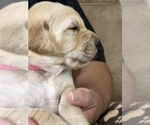 Small Photo #18 Golden Retriever Puppy For Sale in BRANDON, FL, USA