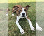 Small #5 Basenji Mix