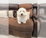 Small #2 Coton de Tulear