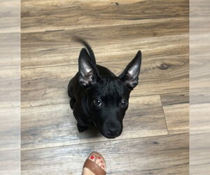 Shock G - Male Mutt Dog for Adoption - Photo #4