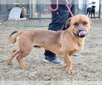 Small Photo #13 American Pit Bull Terrier-Unknown Mix Puppy For Sale in Woodbury, NY, USA
