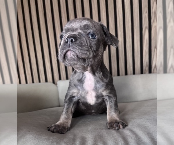Medium Photo #7 French Bulldog Puppy For Sale in LAKEWOOD RANCH, FL, USA