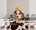 Small Photo #4 Miniature Australian Shepherd Puppy For Sale in NOBLE, MO, USA
