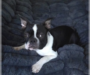 Boston Terrier Puppy for sale in MINERAL WELLS, WV, USA