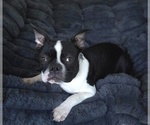 Image preview for Ad Listing. Nickname: Barney