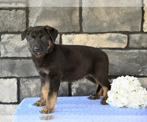 German Shepherd Dog Puppy for sale in MILLERSBURG, OH, USA