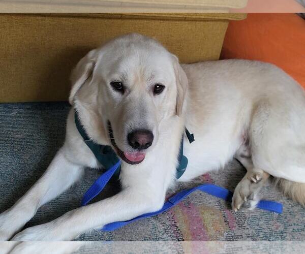 Medium Photo #2 Great Pyrenees-Unknown Mix Puppy For Sale in Bend, OR, USA