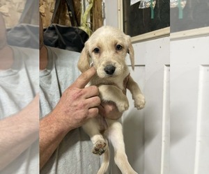 Labrador Retriever Puppy for sale in HUTSONVILLE, IL, USA