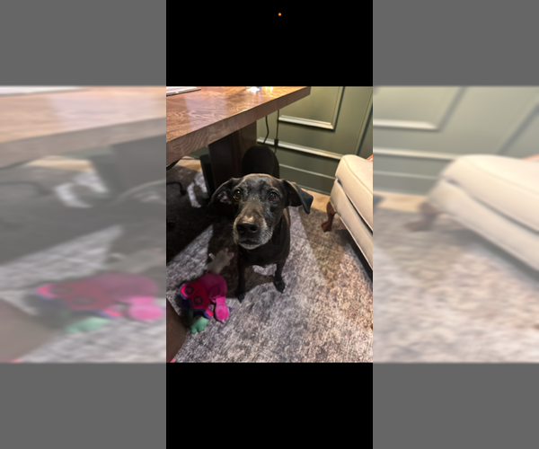 Medium Photo #6 Mutt Puppy For Sale in Atlanta, GA, USA