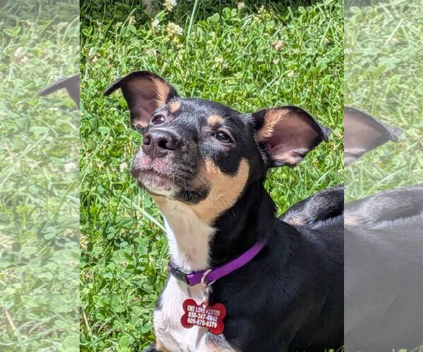 Medium Photo #1 Rat Terrier-Unknown Mix Puppy For Sale in Mount Laurel, NJ, USA