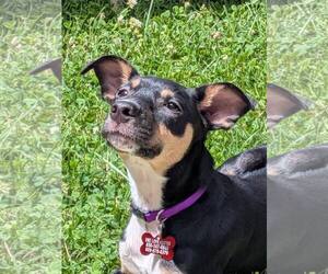 Rat Terrier-Unknown Mix Dogs for adoption in Mount Laurel, NJ, USA