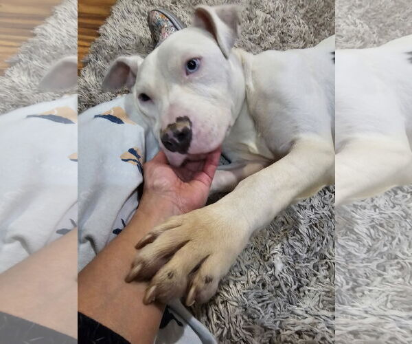 Medium Photo #2 Mutt Puppy For Sale in Crete, IL, USA