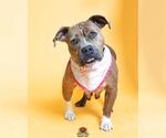 Small #1 American Staffordshire Terrier