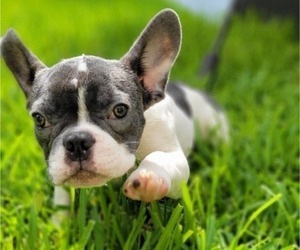 French Bulldog Puppy for sale in BOCA RATON, FL, USA