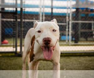 American Pit Bull Terrier Dogs for adoption in Orlando, FL, USA