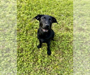 Labrador Retriever-Mountain Cur Mix Dogs for adoption in Boston, MA, USA