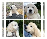 Small Photo #3 English Cream Golden Retriever Puppy For Sale in MONROE, OR, USA