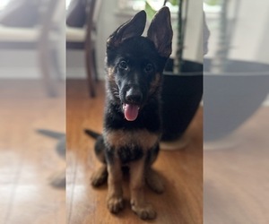 German Shepherd Dog Puppy for Sale in AUSTELL, Georgia USA